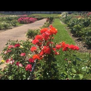 Meet your Posher, Carissa